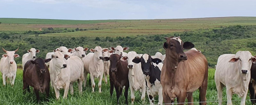 Boi ou Vaca? A influência do sexo do animal na produção de carne.