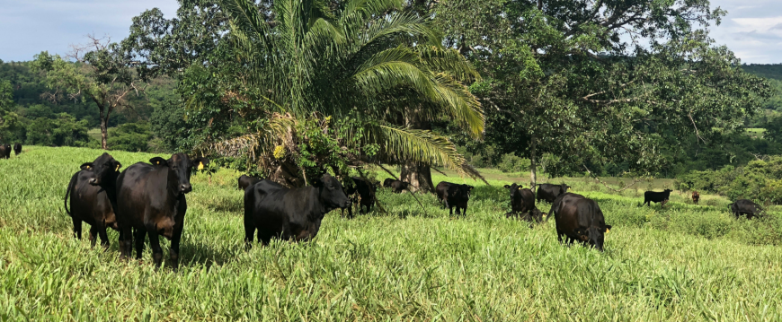 Carne bovina: a proteína original à base de plantas, movida a energia solar Carne bovina: a proteína original à base de plantas, movida a energia solar