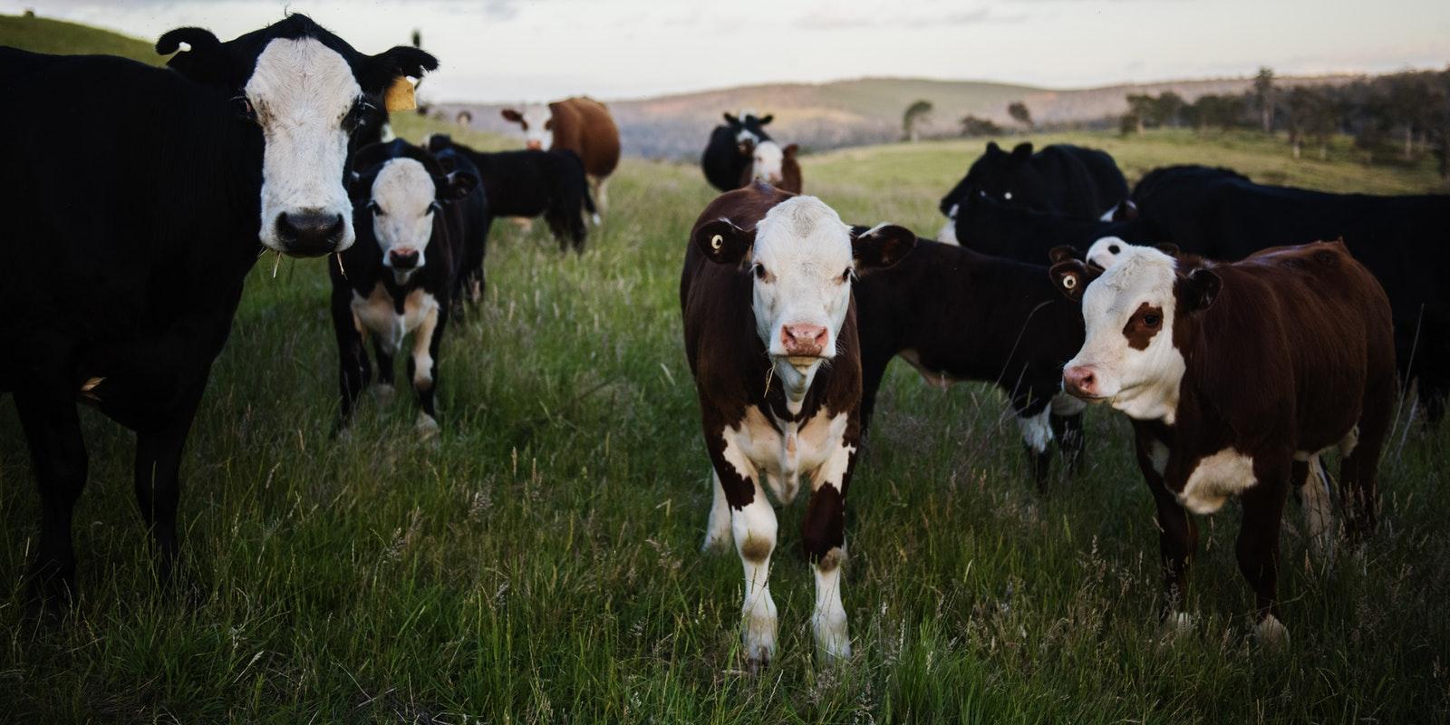 Moderadamente herdável Moderadamente herdável