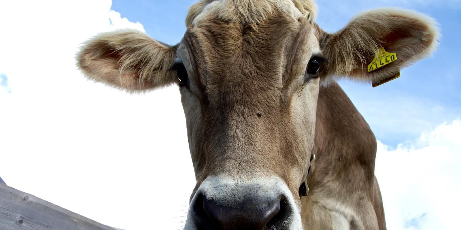 Você sabe a diferença entre a Cota Hilton e a Cota 481? Você sabe a diferença entre a Cota Hilton e a Cota 481?