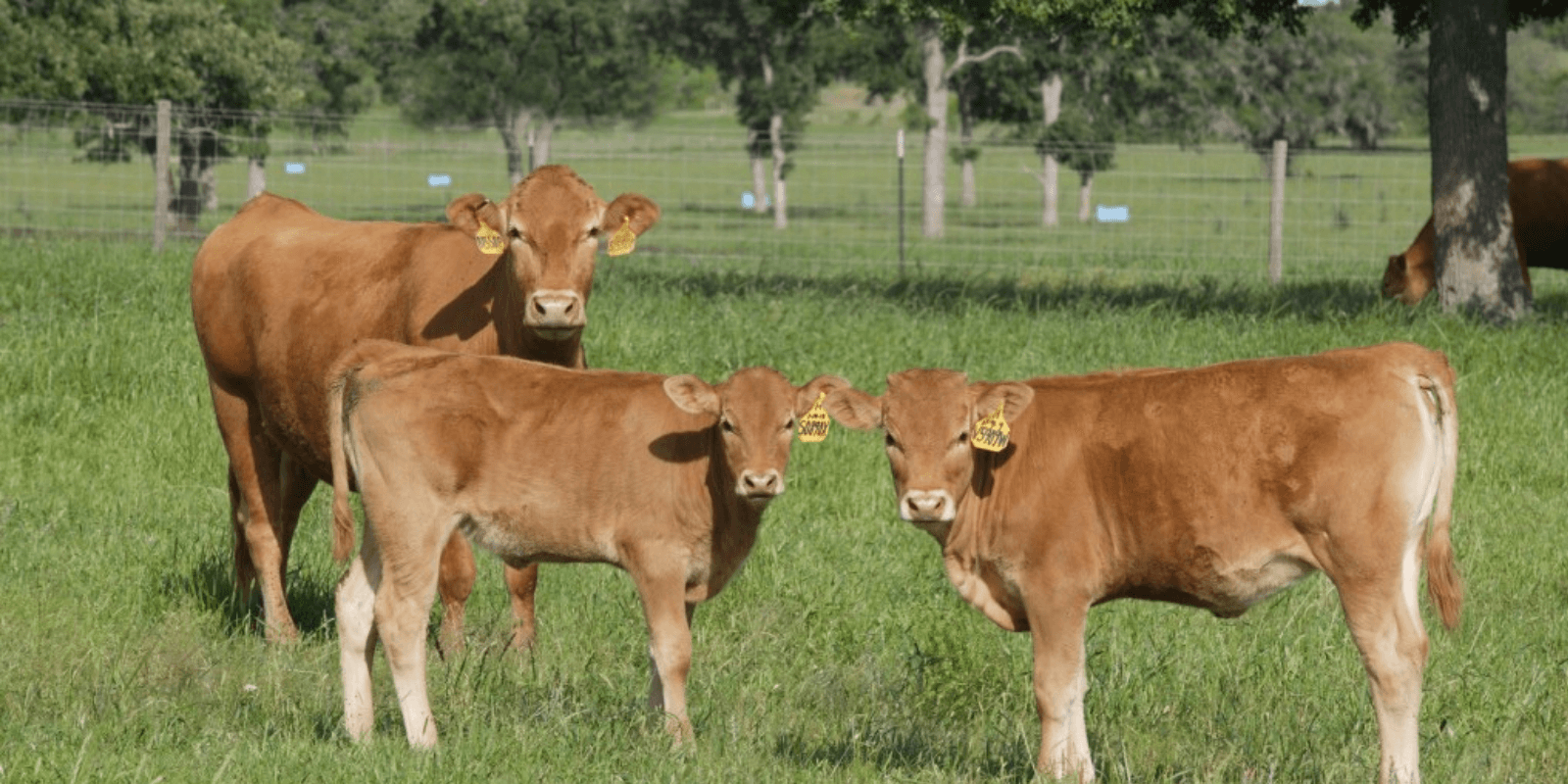 Já ouviu falar em Akaushi? Já ouviu falar em Akaushi?