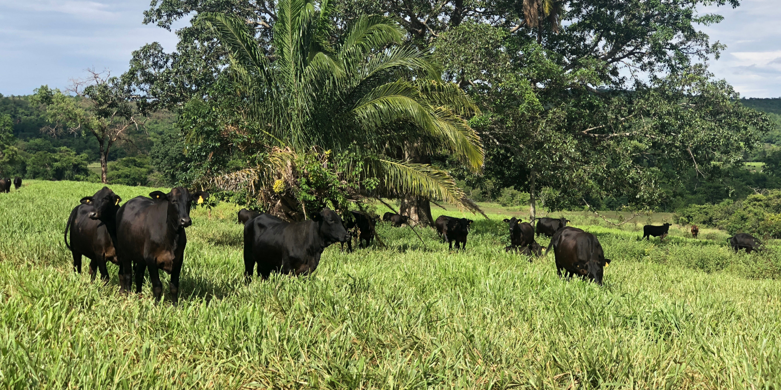 Carne bovina: a proteína original à base de plantas, movida a energia solar Carne bovina: a proteína original à base de plantas, movida a energia solar