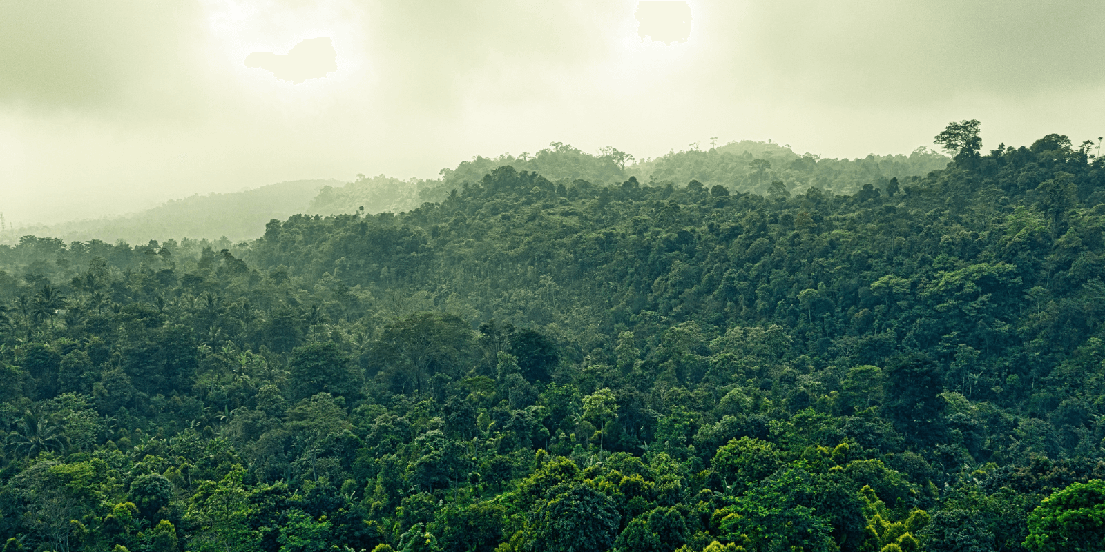 Chega de Amazônia?  Chega de Amazônia?