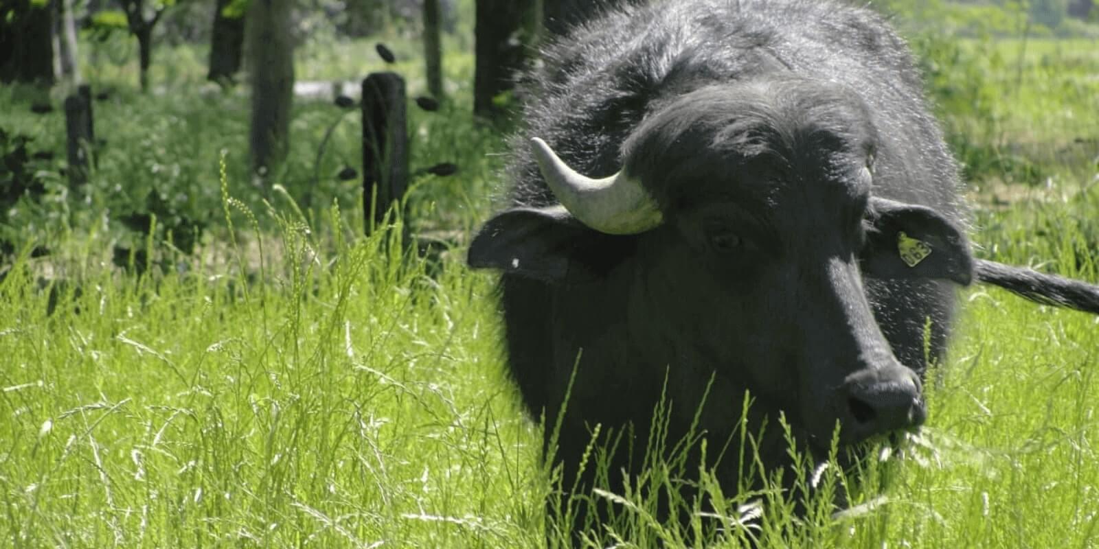 Conheça açougue brasileiro que comercializa Dry Aged de Búfalo Conheça açougue brasileiro que comercializa Dry Aged de Búfalo