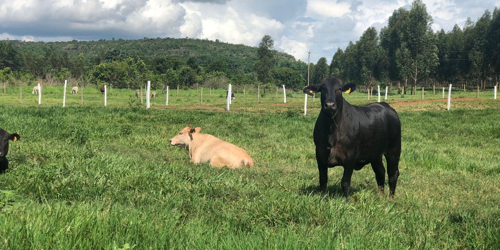 Duas fazendas de gado brasileiras estão entre as mais sustentáveis do mundo Duas fazendas de gado brasileiras estão entre as mais sustentáveis do mundo