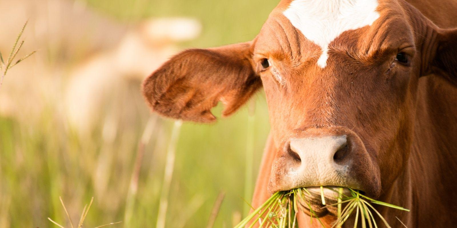“Se o boi é de primeira, não há carne de segunda”, certo? ERRADO!
