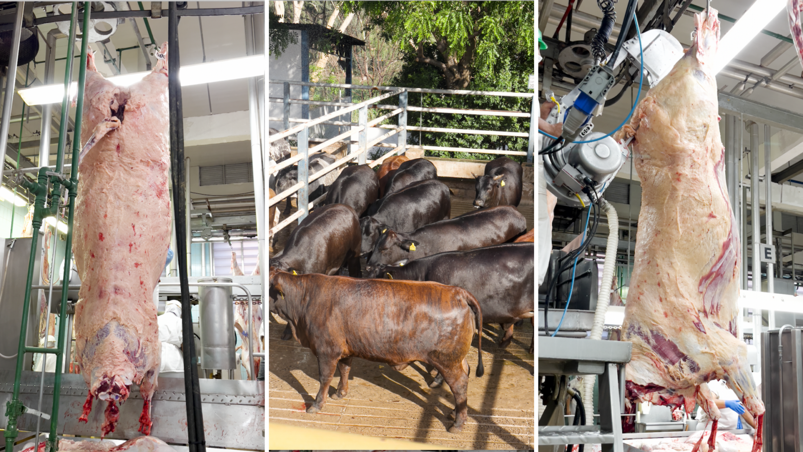 Marca brasileira de carnes premium recebe prêmio de excelência em padronização de carcaça. Marca brasileira de carnes premium recebe prêmio de excelência em padronização de carcaça.