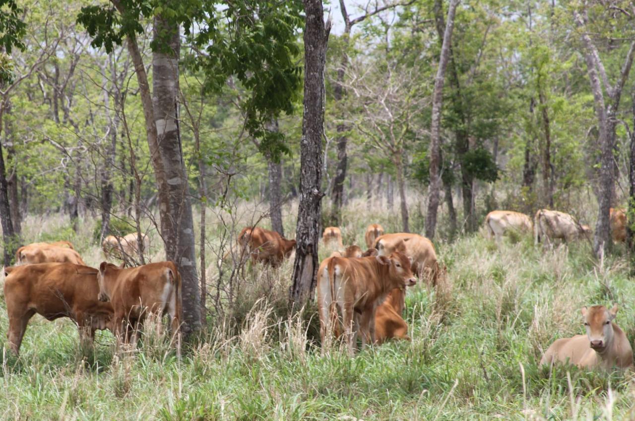 Pecuária holística: uma nova visão sobre a pecuária Pecuária holística: uma nova visão sobre a pecuária